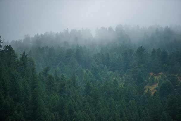 colline de forêt brumeuse - Photo, image