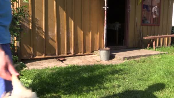 Farmer man carry dead broiler chicken hen into rural house - Footage, Video