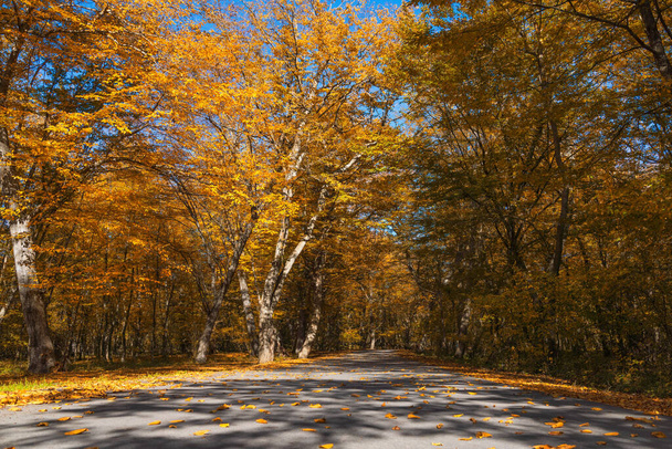 Asphalt road through the autumn forest - Zdjęcie, obraz