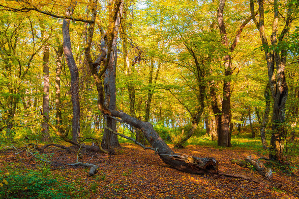 Beautiful autumn forest in the sunny day - Φωτογραφία, εικόνα