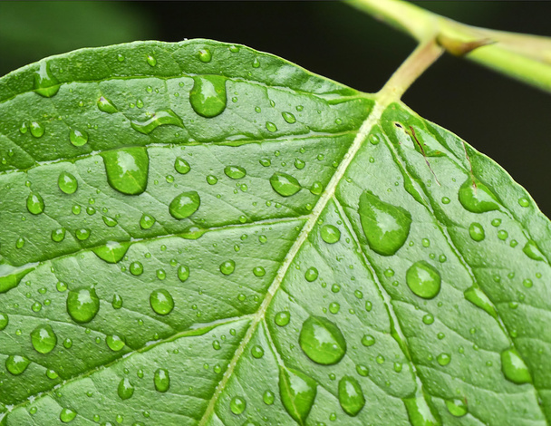 Waterdrops on leaf - Photo, image