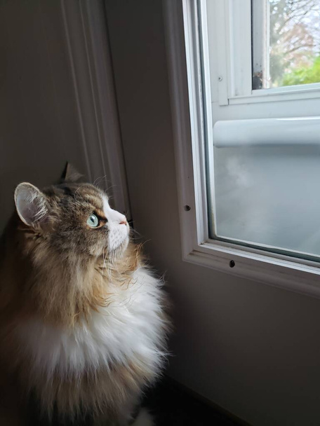 屋外をじっと見つめているラガミフィン猫 - 写真・画像