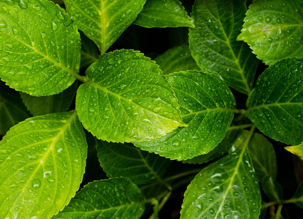 Hojas florales después de la lluvia. Gotas húmedas sobre hojas verdes. Gotas de Flora Fresca. Fondo de planta verde - Foto, Imagen