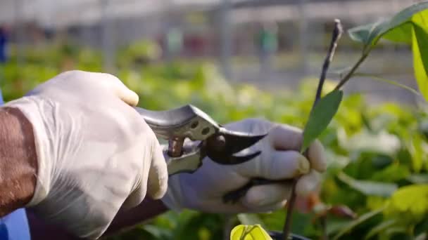 Крупный план фермера, вырезающего молодую плантацию какао в питомнике - Кадры, видео