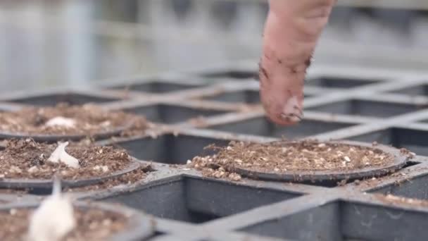 Крупный план посадки новых семян какао на полке с держателями в детской - Кадры, видео