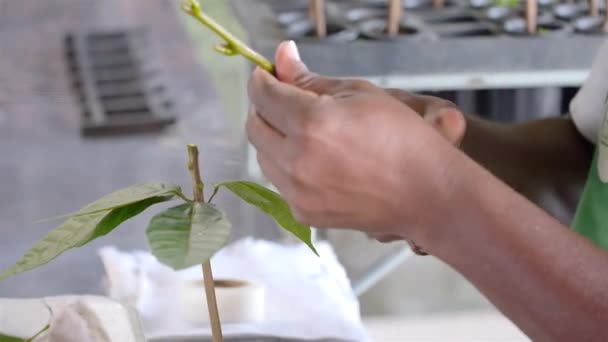 Человек, который выращивает какао в питомнике - Кадры, видео