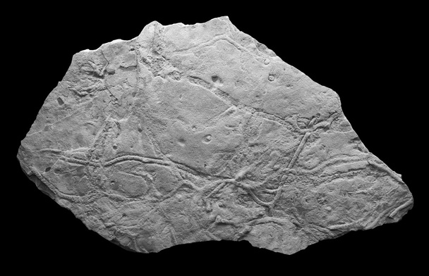 crustacés déjections fossiles
 - Photo, image