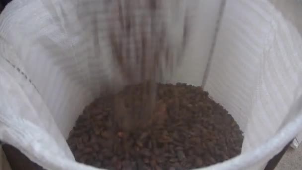 Чистые бобы какао выпадают из машины на складе - Кадры, видео