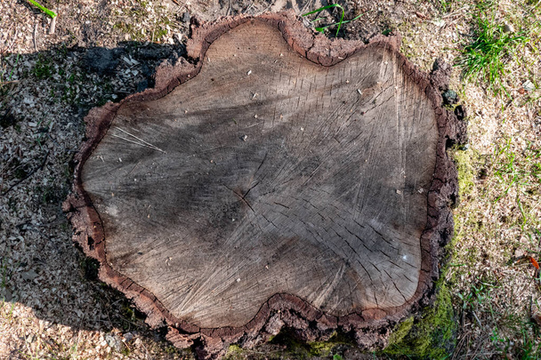 Un tronco d'albero tagliato appena sopra il terreno in mezzo all'erba verde, dove si può vedere la corteccia meravigliosamente. - Foto, immagini