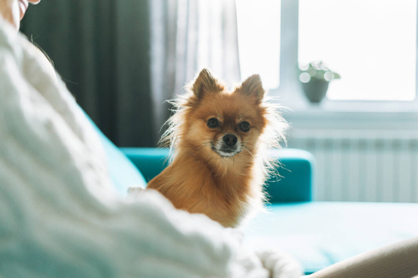 Small pretty red pomeranian dog in the hands of young woman against the background of window at home - Photo, Image