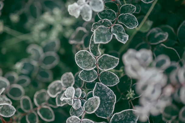 Růže listy pokryté chrastítkem od prvních mrazů v pozdním podzimním ránu - Fotografie, Obrázek