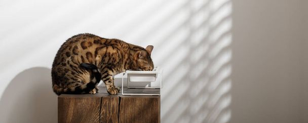 Bengal cat eating food on solid oak wood stump from minimalistic ceramic pet bowl - Фото, изображение