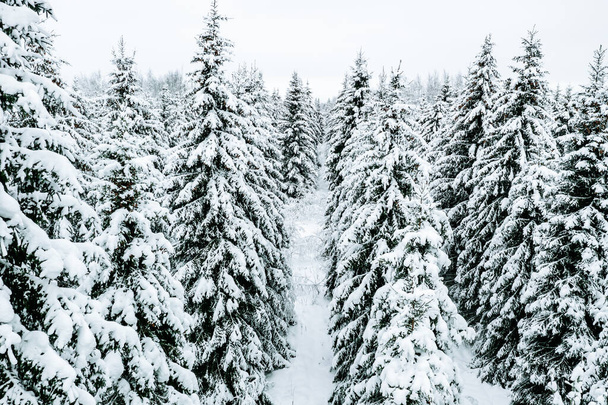 Aerial view of winter forest with snow covered fir trees and rural road. - Photo, Image