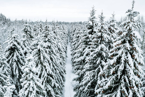 Aerial view of winter forest with snow covered fir trees and rural road. - Фото, зображення