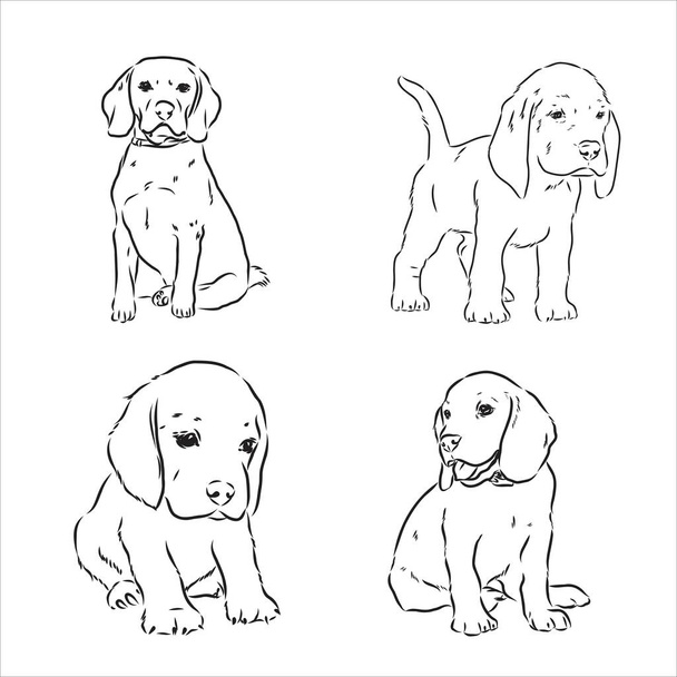 Sketch of cute Beagle Dog. Vector Illustration - Vector, Image