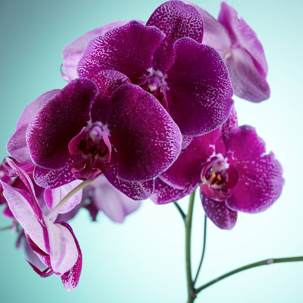 写真HDは紫色の蘭の花のクローズアップを示しています。写真は蘭の花の構造をはっきりと示しています。美しいコントラストの色は光沢のある背景に印象的です. - 写真・画像