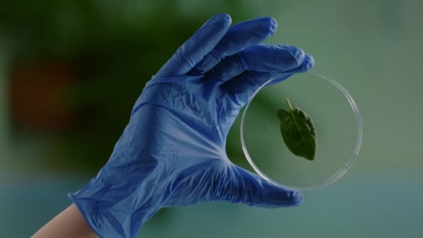 Vidéo verticale : Gros plan de mains de femme biologiste tenant un échantillon médical de feuille verte - Séquence, vidéo