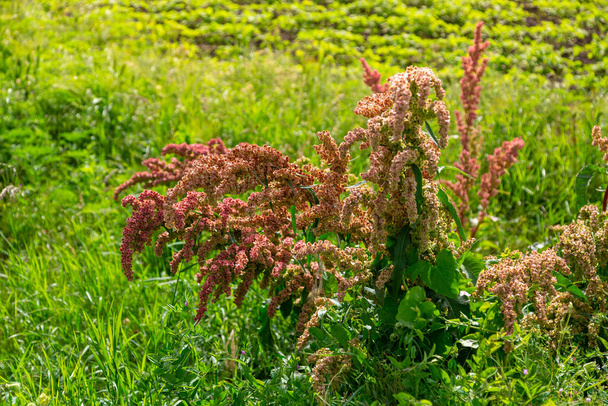 Rumex na kvetoucí louce poblíž pole. Koňský šťovík - Fotografie, Obrázek
