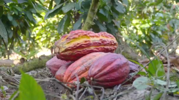 Букет красных плодов какао на грядке - Аргументы и Факты  - Кадры, видео