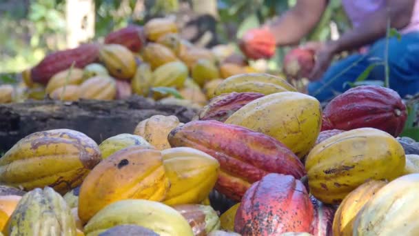 Парень рассматривает избранные фрукты из кучи фруктов какао на ферме - Кадры, видео