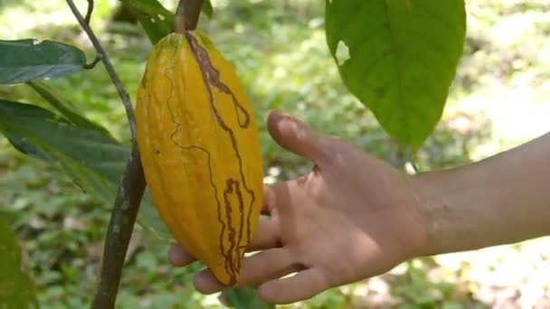 Человек, осматривающий фрукт какао на ферме - Кадры, видео