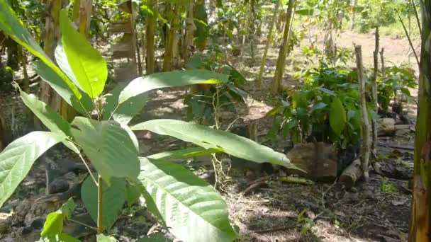 Молодая ферма Какао в день - Кадры, видео