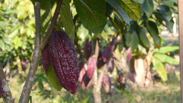 Большие красные плоды какао на ферме - Аргументы и Факты - Кадры, видео