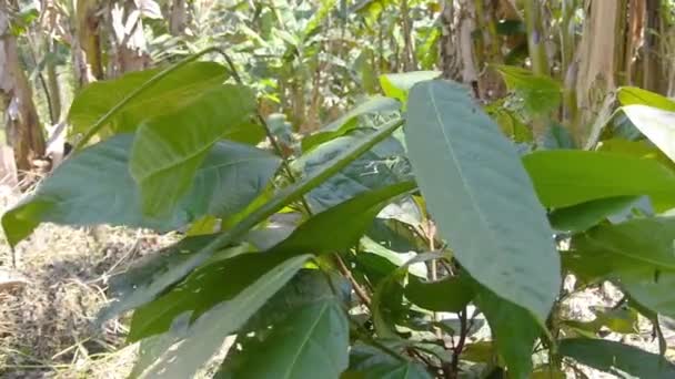 Крупный план молодняка Какао  - Кадры, видео