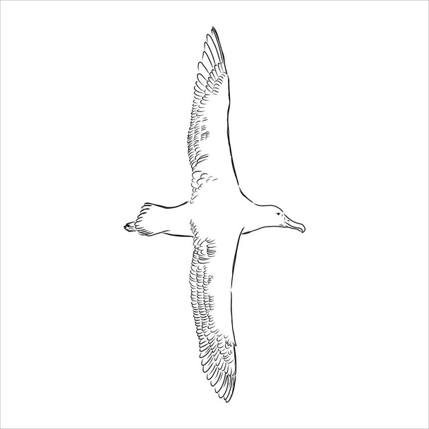 Чайка Альбатрос птица в полете с открытыми крыльями эскиз векторной графики черно-белый рисунок - Вектор,изображение