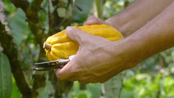 Фермер открывает плод желтого какао - Кадры, видео