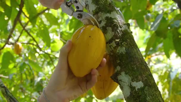  Фермер собирает фрукты какао с клипперами - Кадры, видео