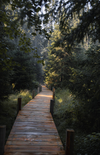 A vertical shot of a boardwalk in a forest - Photo, image