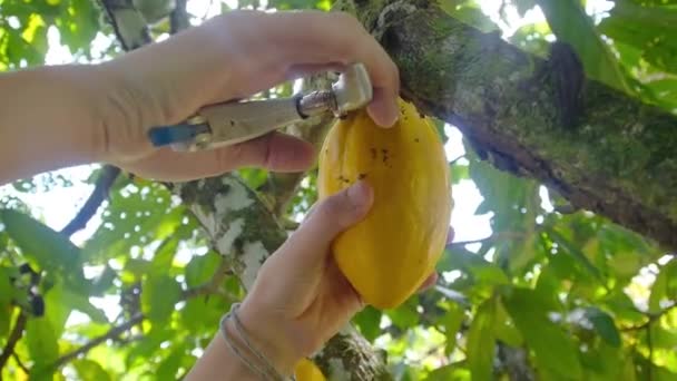 Фермер собирает фрукты какао с клипперами - Кадры, видео
