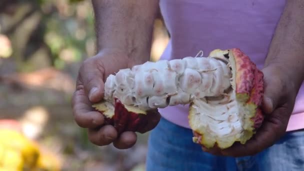 Фермер показывает семена фруктов какао на ферме - Кадры, видео
