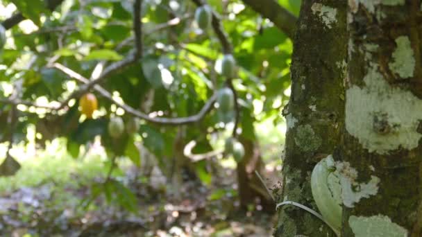  Плоды зеленого и желтого какао висят на дереве на ферме - Кадры, видео