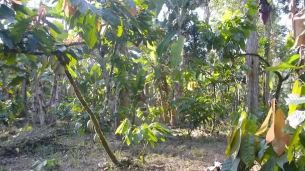 Зеленые молодые плоды какао на дереве на ферме - Кадры, видео