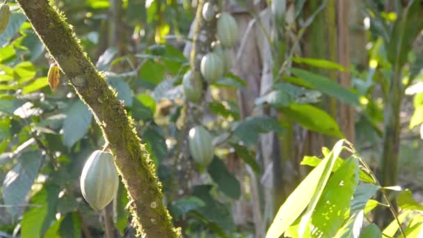 Зеленые молодые плоды какао на дереве с солнечными лучами - Кадры, видео