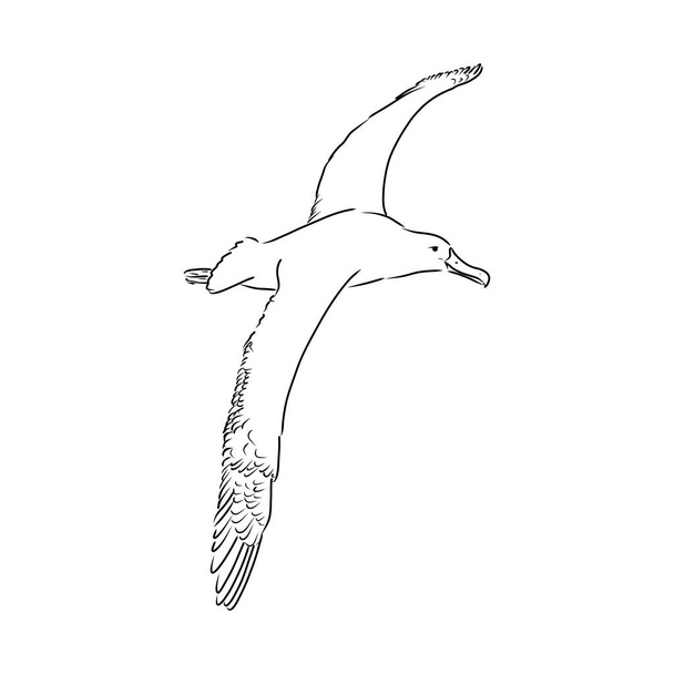 Zeemeeuw Albatros vogel in vlucht met open vleugels schets vector graphics zwart-wit tekening - Vector, afbeelding