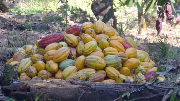 Куча фруктов какао на ферме - Кадры, видео