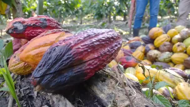  Куча фруктов какао на земле - Кадры, видео