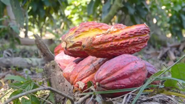 Красный спелых фруктов какао Таблетки на земле на ферме - Кадры, видео