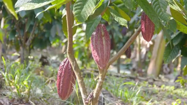 Огромные красные плоды какао на ферме в Бразилии  - Кадры, видео
