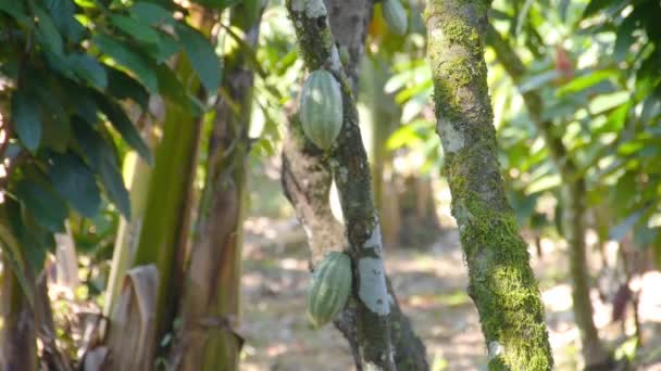 Тени на дереве какао на ферме - Кадры, видео