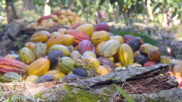 Куча разноцветных фруктов какао на ферме  - Кадры, видео