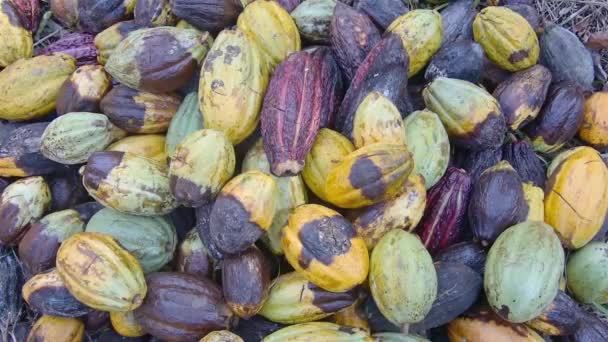 Вид сверху на груду спелых плодов какао  - Кадры, видео