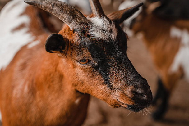 Portret czarnej kozy na farmie - Zdjęcie, obraz