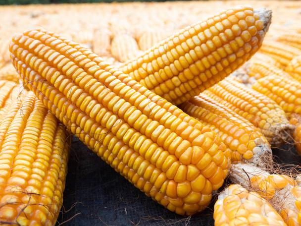 Foto van maïs met koolhydraten die drogen onder het zonlicht om het watergehalte te verminderen - Foto, afbeelding