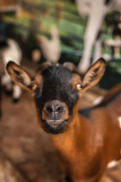 Portrait of a black goat on a farm - Фото, изображение