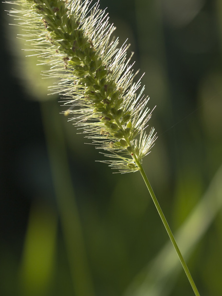 Bristle gras - Foto, afbeelding