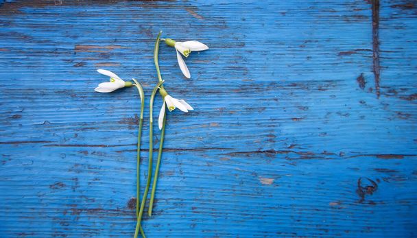 Eski mavi ahşap masanın üzerinde küçük bir buket Galanthus Nivalis kardelen çiçeği. Klasik bahar tatili tebrik kartı modeli. Uzayı kopyala Üst görünüm. - Fotoğraf, Görsel